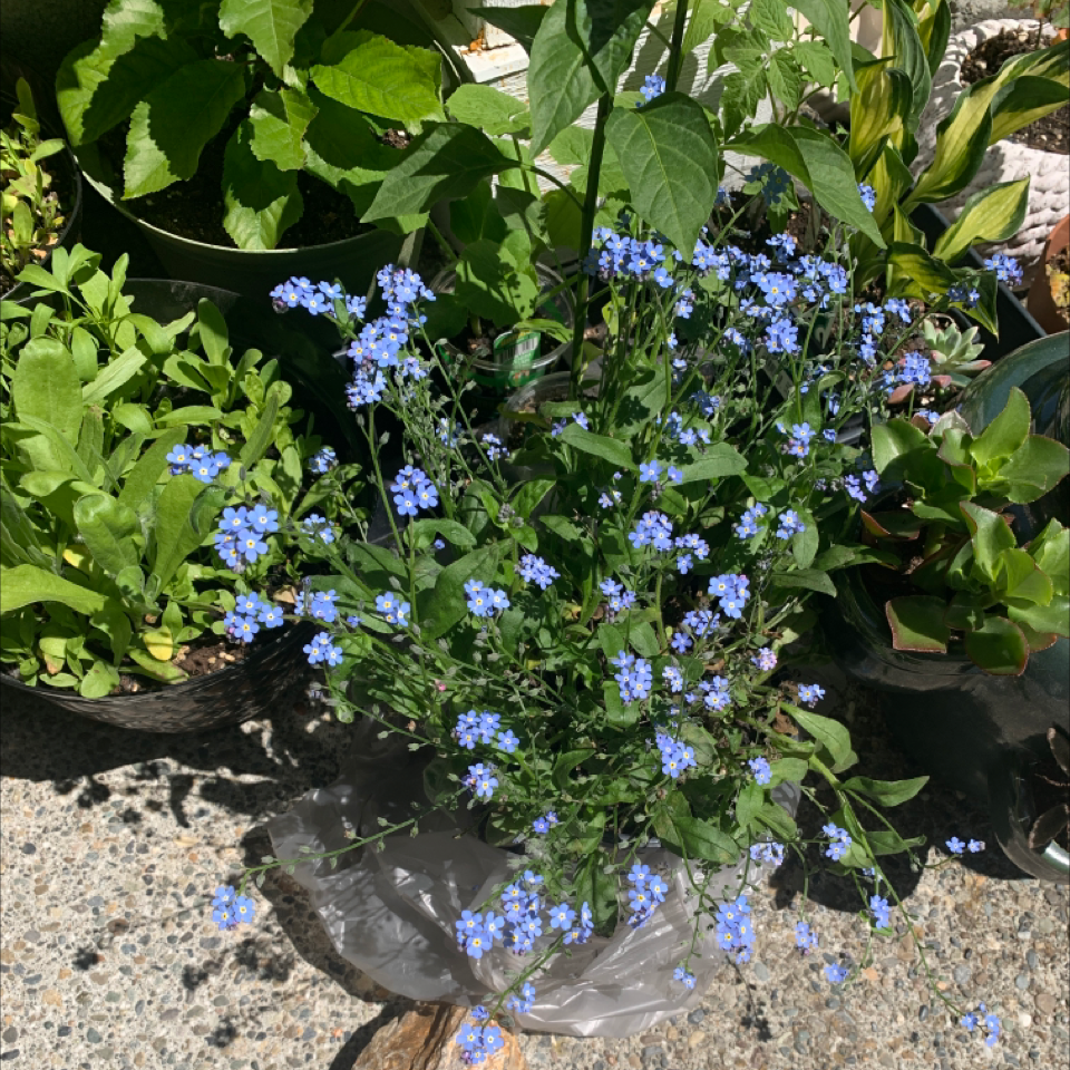 Photo of the plant species Forget-Me-Not by Sam named Bertrand on Greg, the plant care app