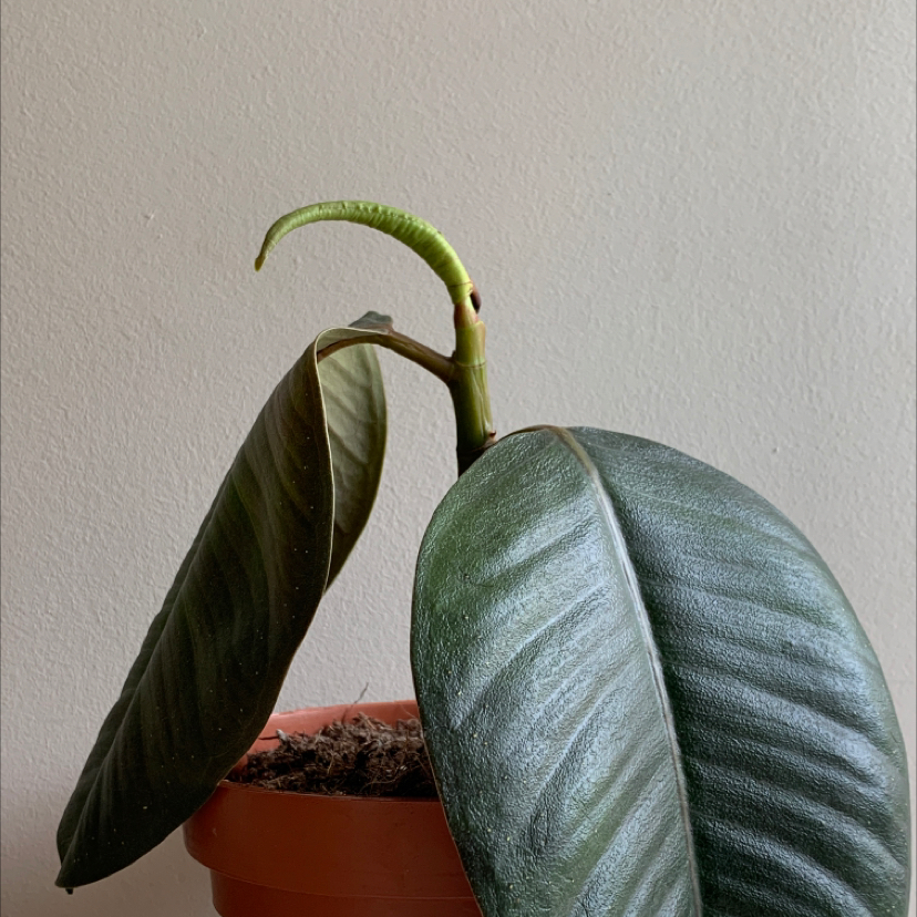 Ficus Robusta plant in a pot with large, dark green leaves.
