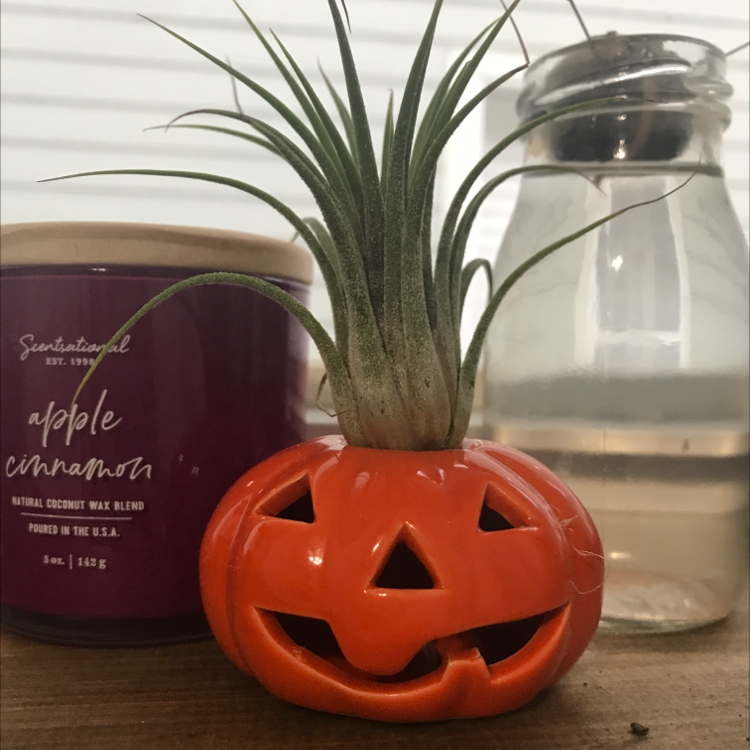 Pink Quill Plant in a pumpkin-shaped container with a candle and jar in the background.