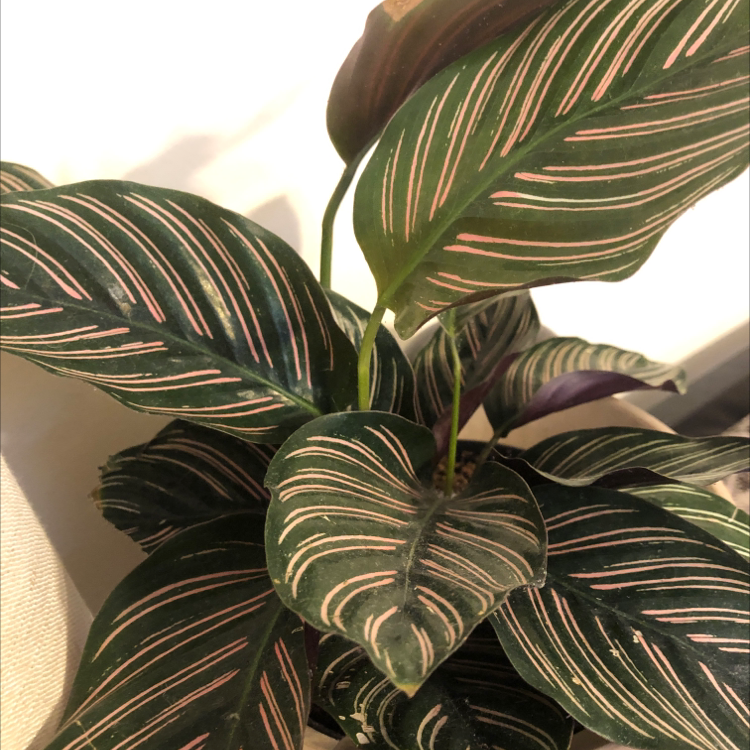 Pinstripe Calathea with vibrant striped leaves, no visible health issues.