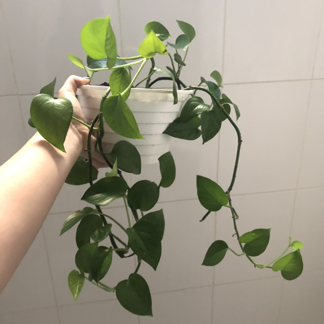 Photo of the plant species Jade Pothos by @Julianne96 named Hot Rod on Greg, the plant care app