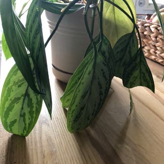 Chinese Evergreen plant in Montréal, Québec