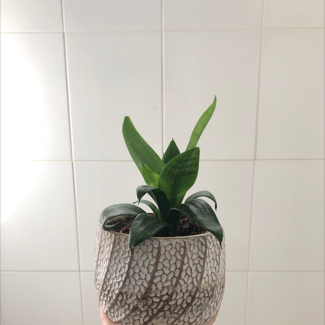 Bird's Nest Snake Plant in a decorative pot, held by a hand.
