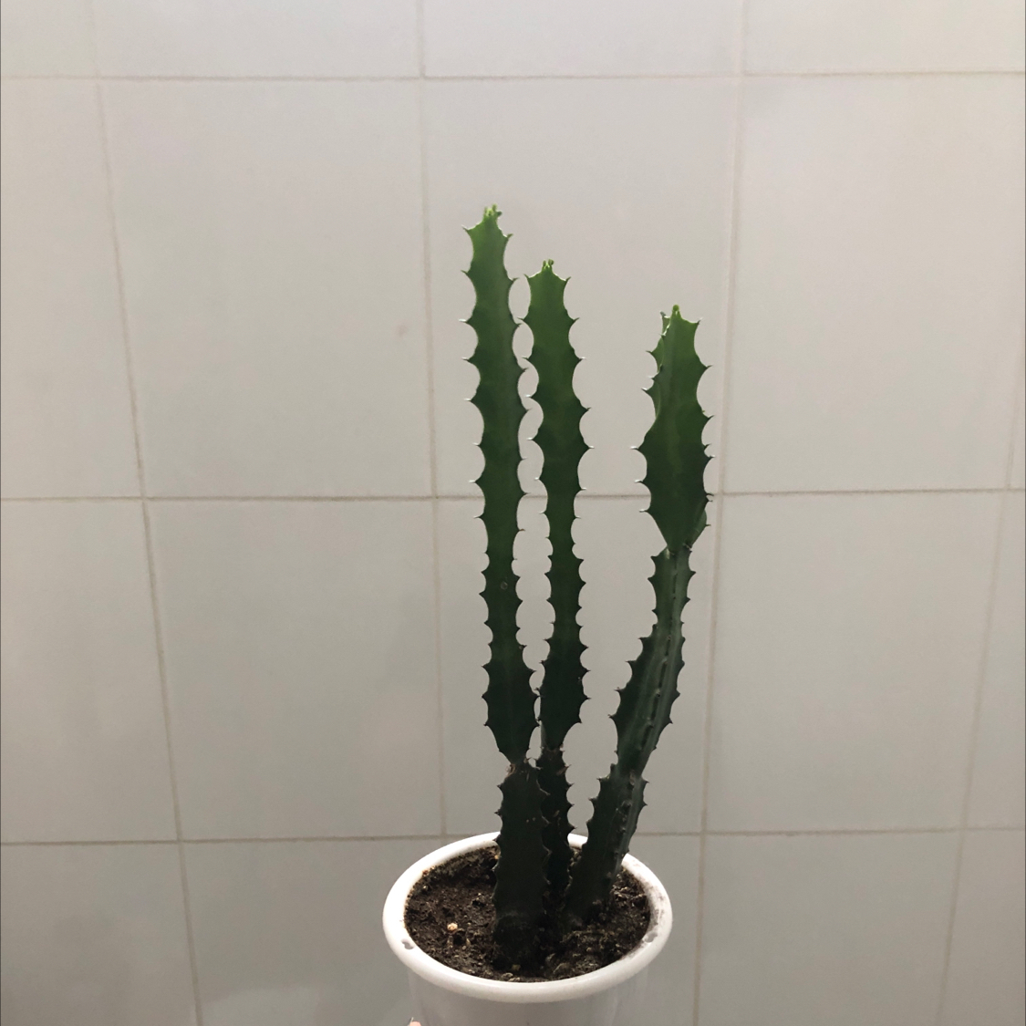 African Milk Tree plant photo by @Julianne96 named Sanderson sisters on Greg, the plant care app.