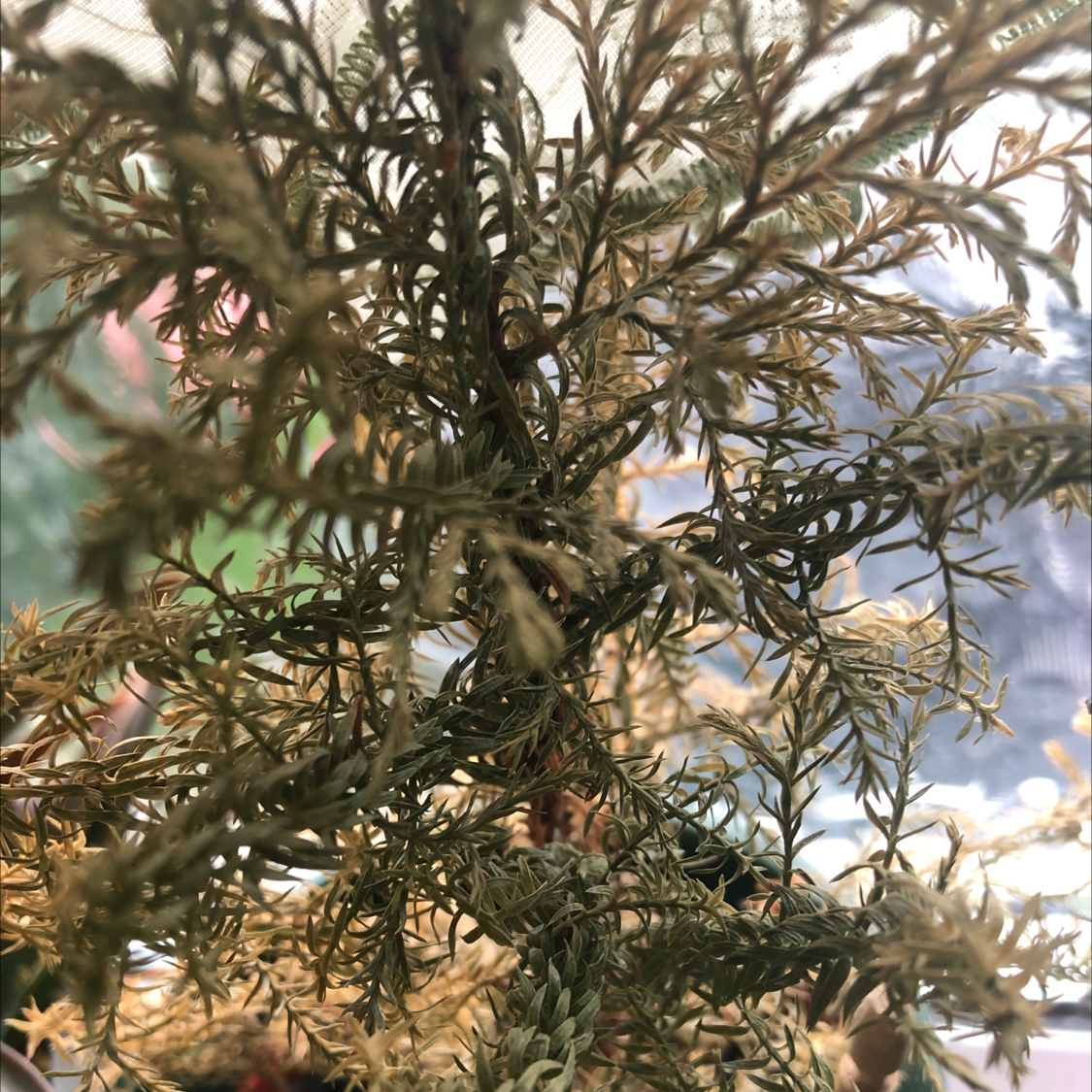 Close-up of an American Juniper with dry, discolored needle-like leaves.