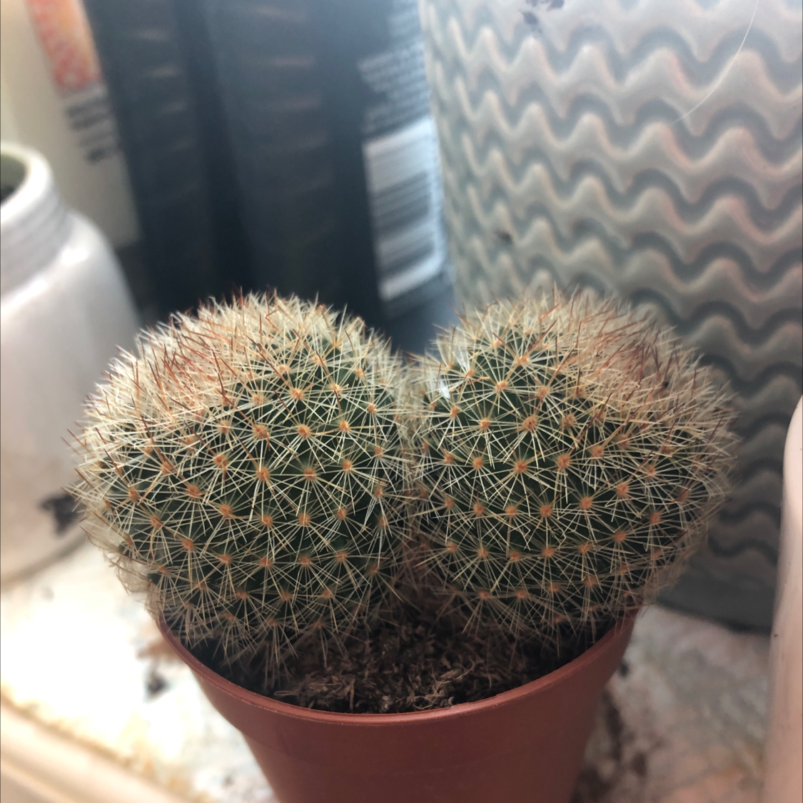 Photo of the plant species Strawberry cactus by @yennibunni named Miley on Greg, the plant care app