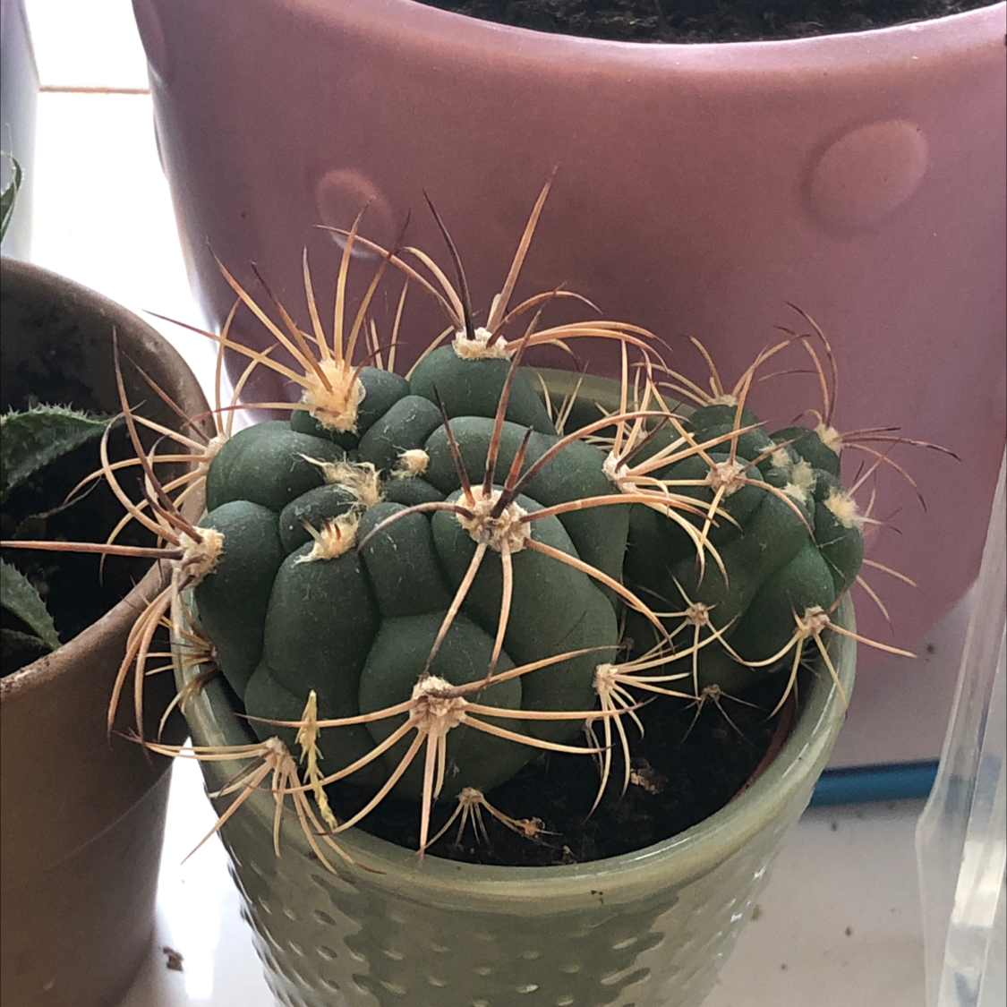 Devil's Pincushion cactus in a small pot with prominent spines, well-centered and healthy.