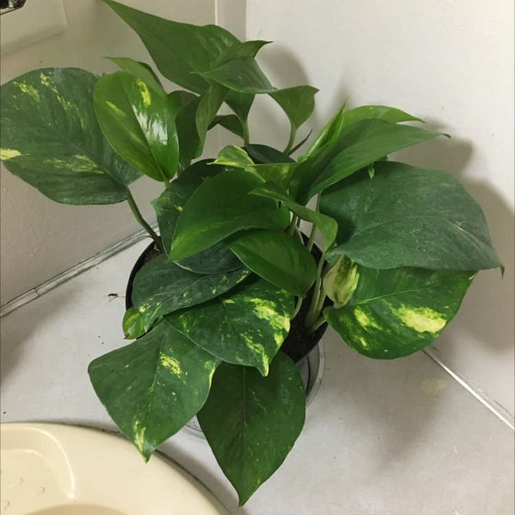 Taro Vine plant photo by @Colemanwife21 named Ted on Greg, the plant care app.