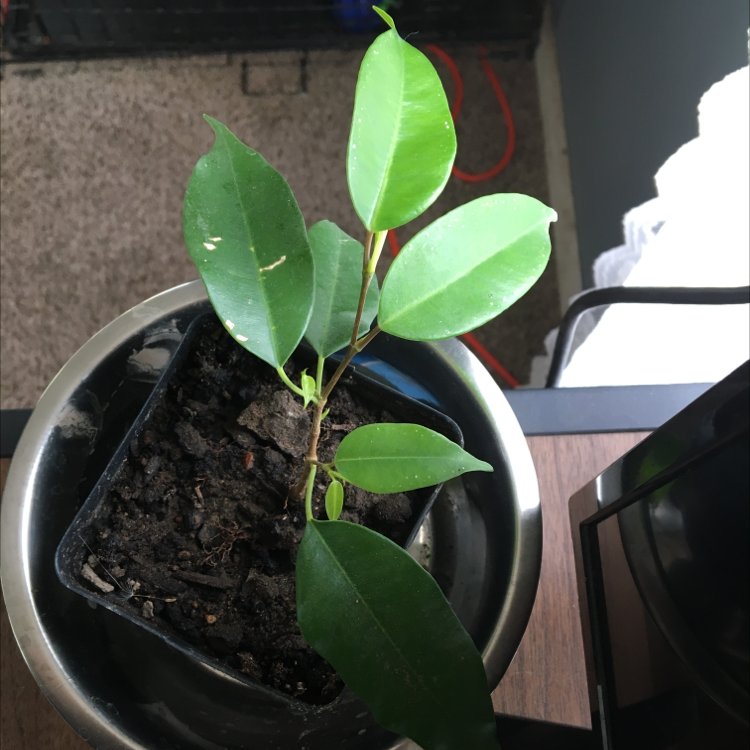 Weeping Fig plant photo by @Colemanwife21 named Fillip on Greg, the plant care app.