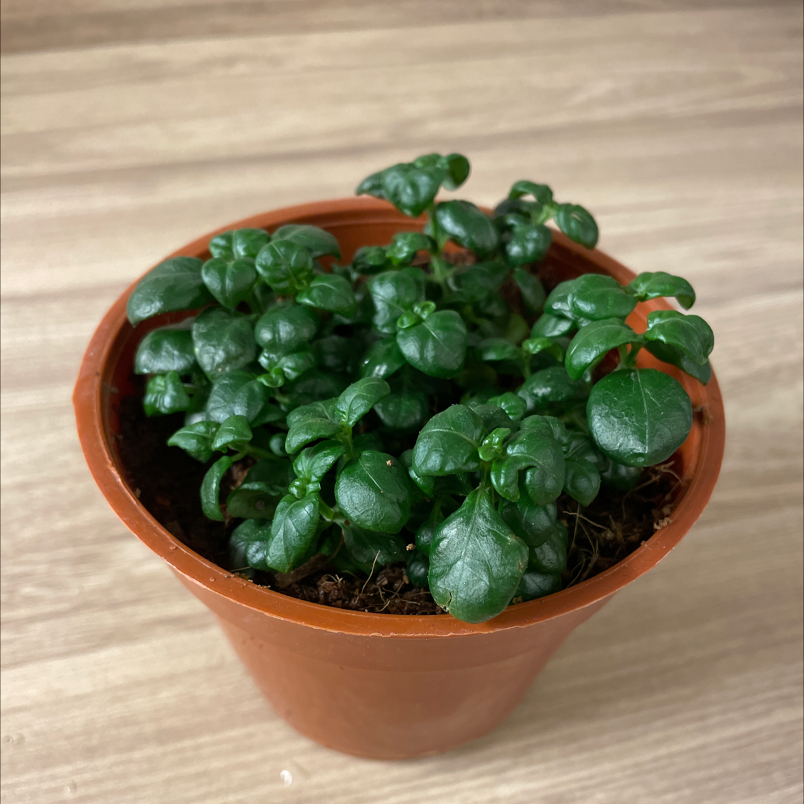 Photo of the plant species Bubble Plant by @nicolej2122 named Lexi on Greg, the plant care app