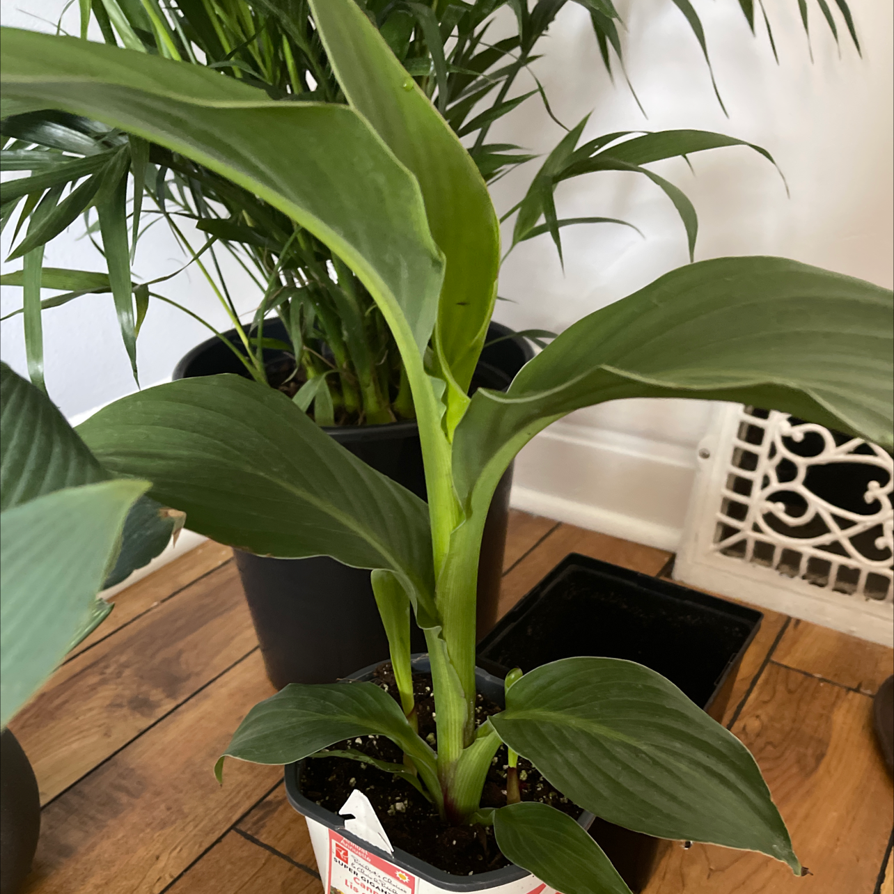 Healthy potted Canna Lily plant with lush green leaves, situated on a wooden surface next to a decorative pattern.