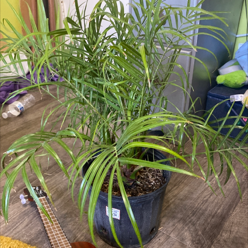 A healthy Pygmy Date Palm in a black plastic pot, surrounded by smaller plants on a wood surface.