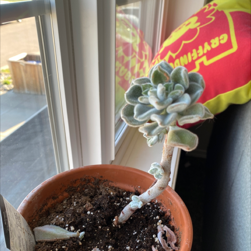 Photo of the plant species White Chenille Plant by Raelyn named Petals on Greg, the plant care app