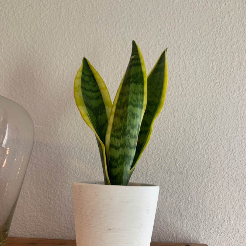Snake Plant plant photo by Alejandra named Snake plant on Greg, the plant care app.