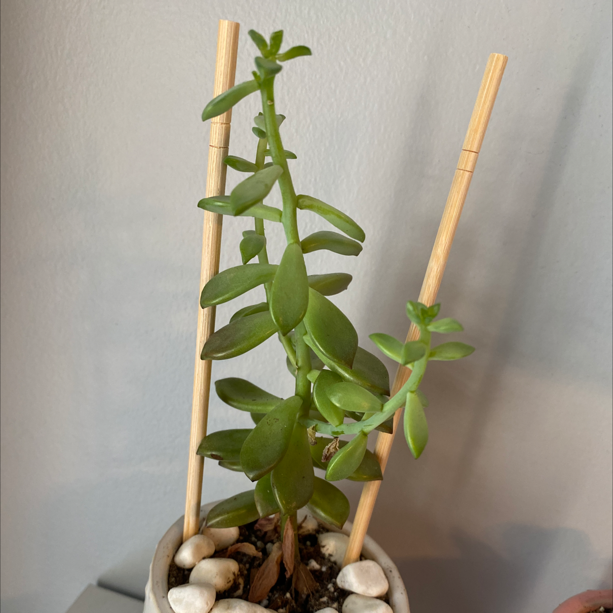 Jelly Bean Plant plant photo by @hannakuykendall named Riya on Greg, the plant care app.