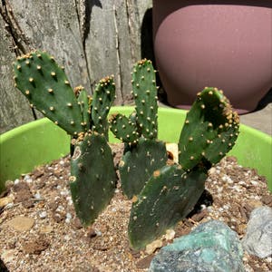 Smooth Prickly Pear plant photo by Rogueninja named Radish on Greg, the plant care app.
