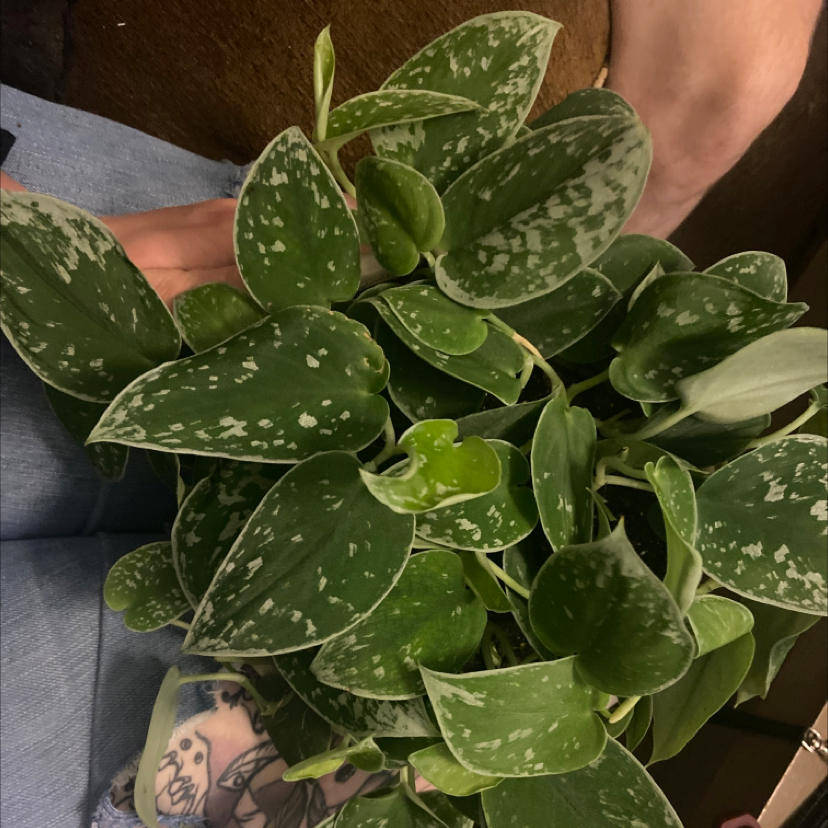 Silver Anne Pothos plant with variegated leaves held by human hands.