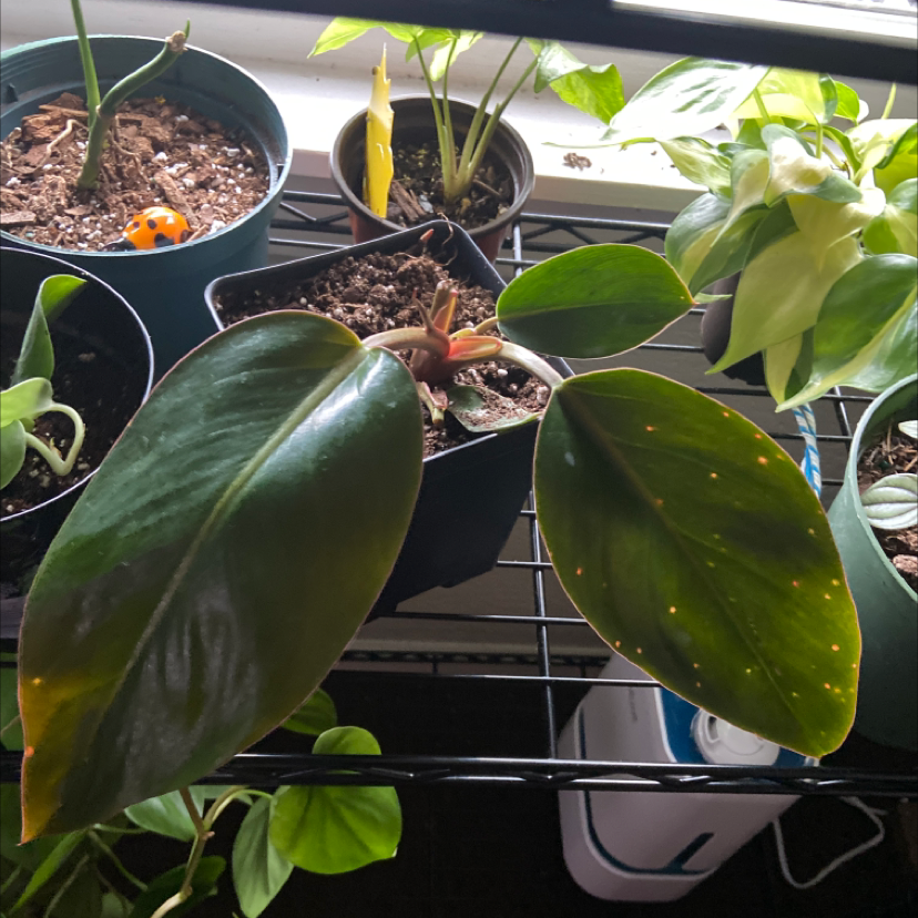 Philodendron 'Red Congo' plant with yellowing and browning leaves, potted on a shelf with other plants.