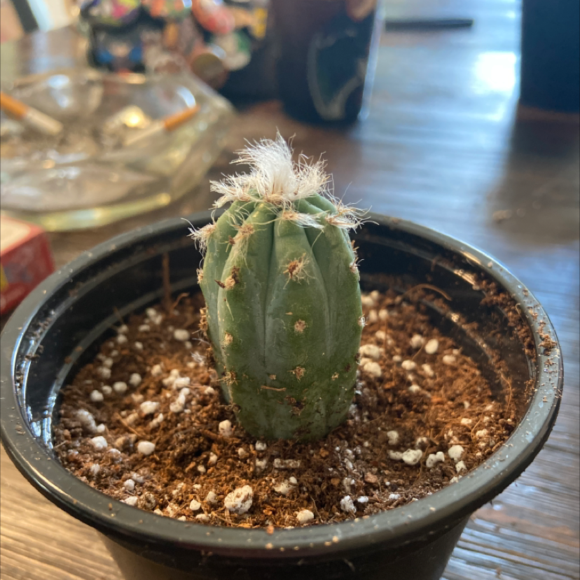 Photo of the plant species Pilosocereus lanuginosus by @Rogueninja named Wick on Greg, the plant care app