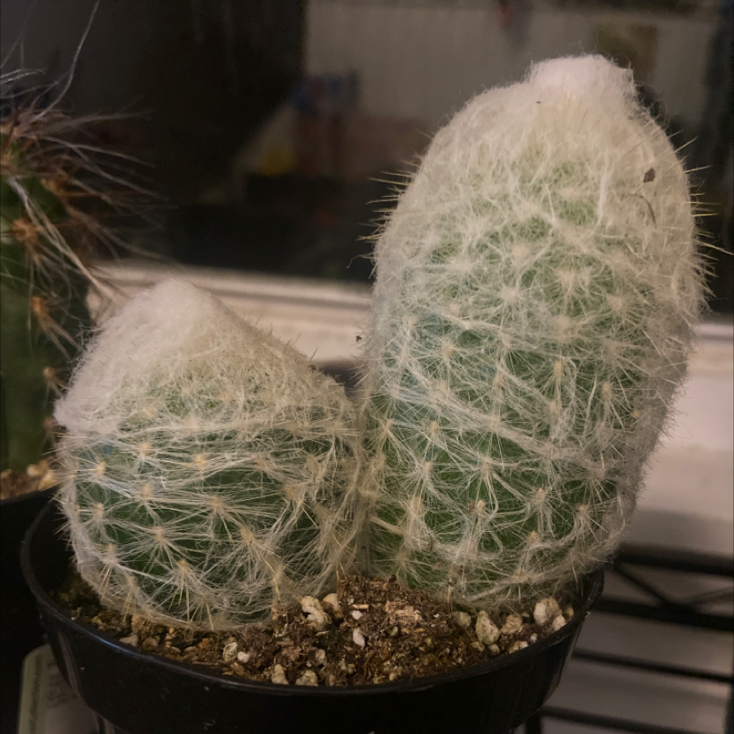 Peruvian Old Lady Cactus with two stems covered in white spines in a pot.