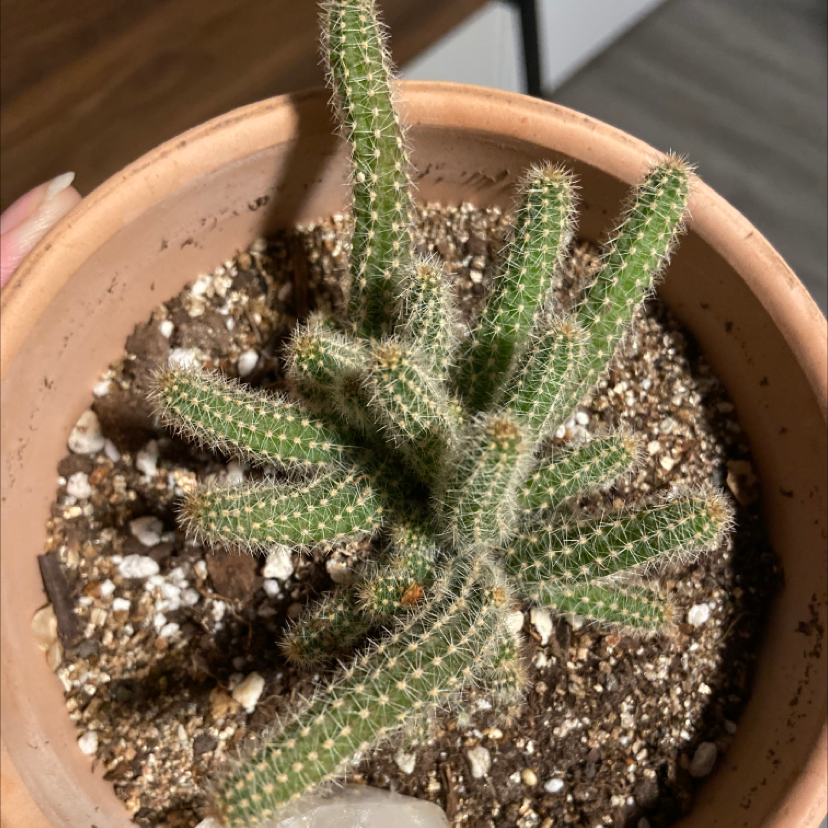 Peanut Cactus in a terracotta pot with visible soil and healthy green stems.