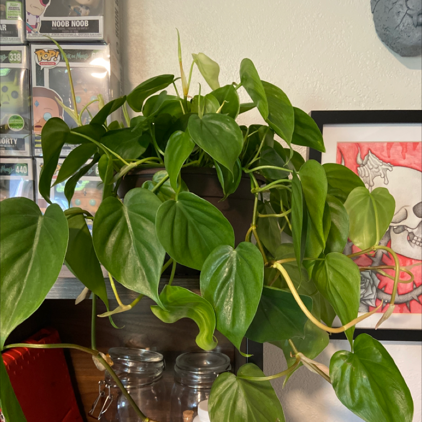 Philodendron Scandens plant photo by @Rogueninja named Hardy on Greg, the plant care app.