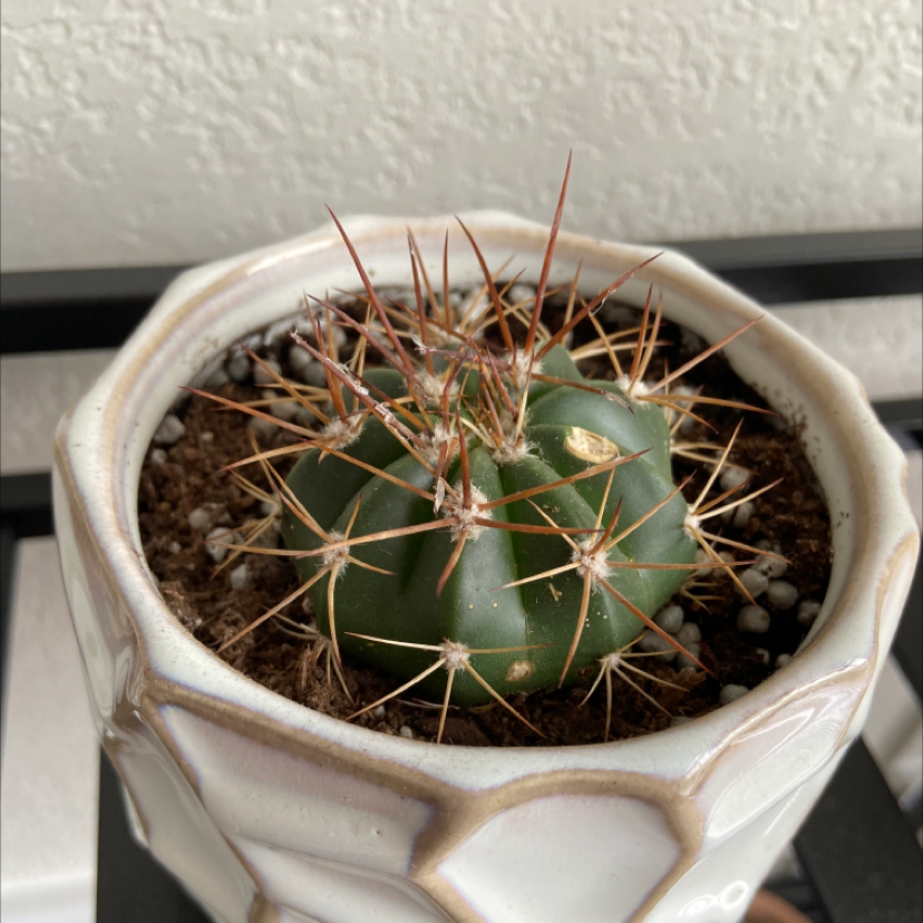 Texas Barrel Cactus in a white pot with visible soil, well-framed and in focus.