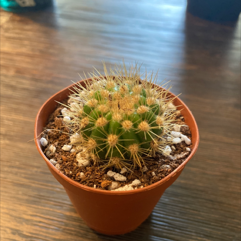 A healthy Sun Goddess Barrel Cactus in a small pot with visible soil.