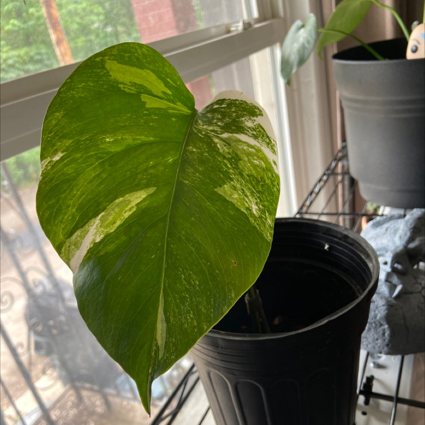 Monstera 'Albo' plant with variegated leaf in a black pot near a window.