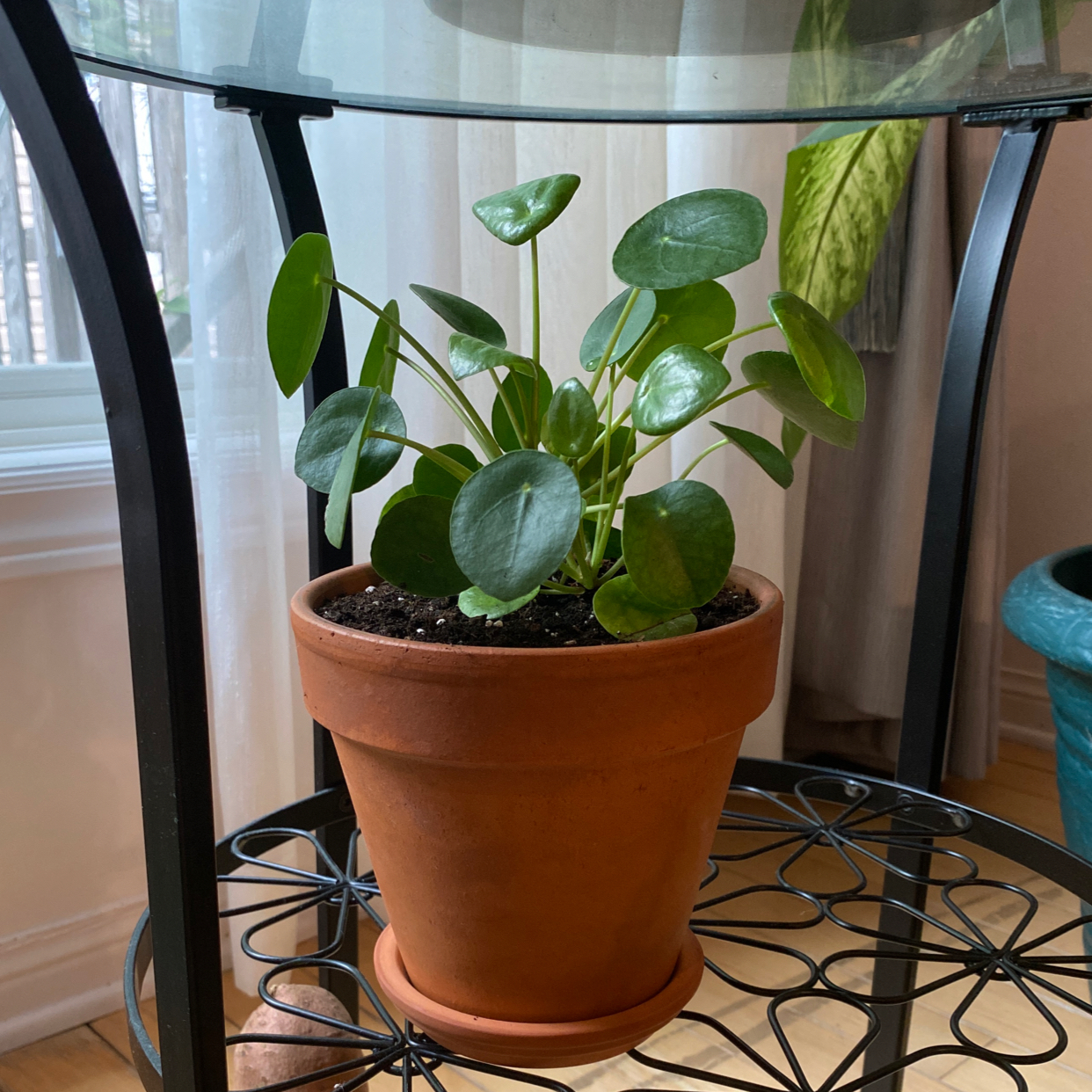 Chinese Money Plant plant photo by @nutnut named Pekoe on Greg, the plant care app.