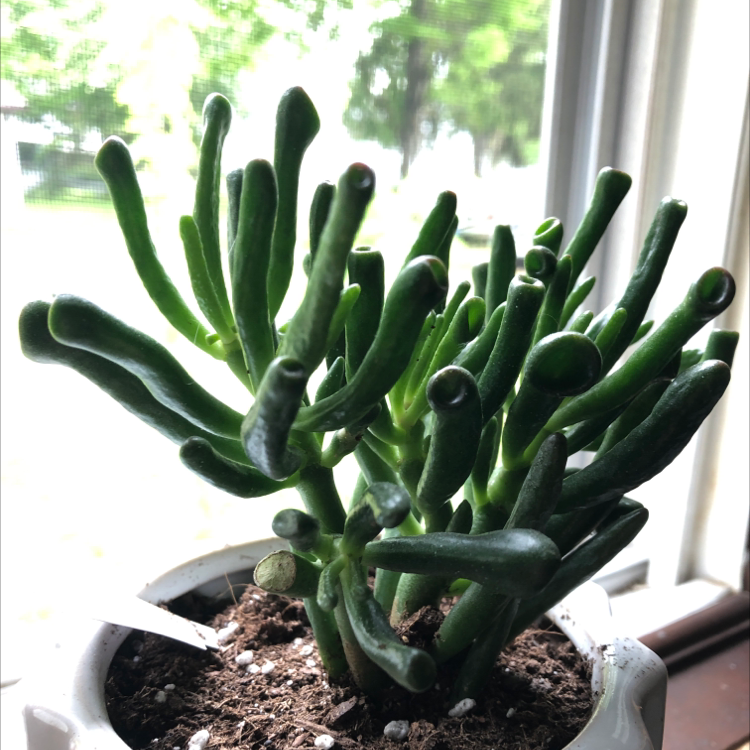 Finger Jade plant photo by Ashlynn named Coral on Greg, the plant care app.