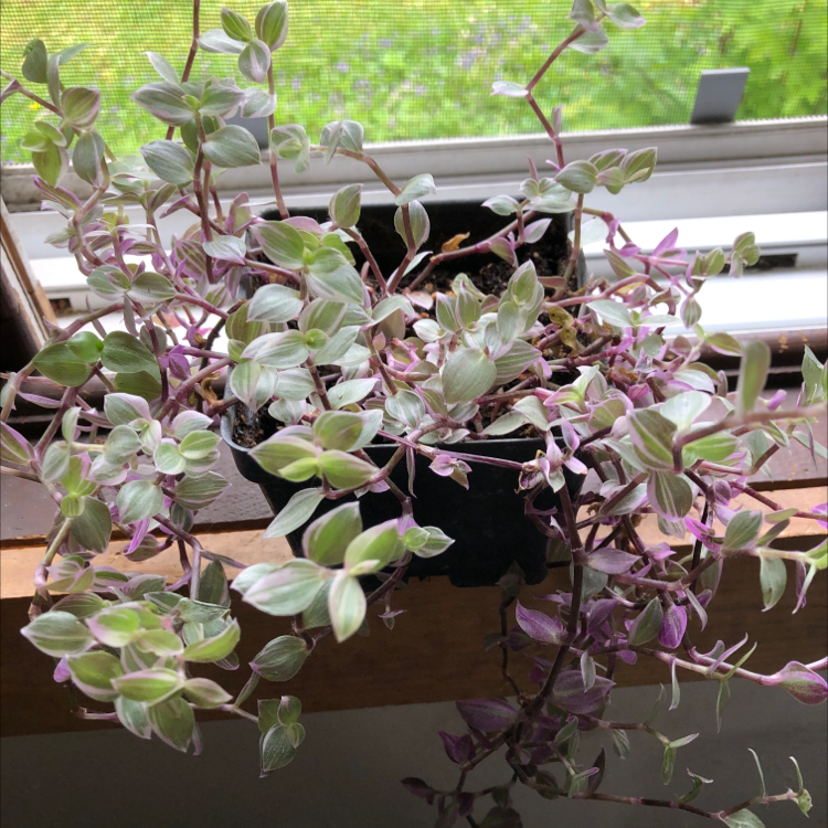 Creeping Inch Plant plant photo by Ashlynn named Falica on Greg, the plant care app.