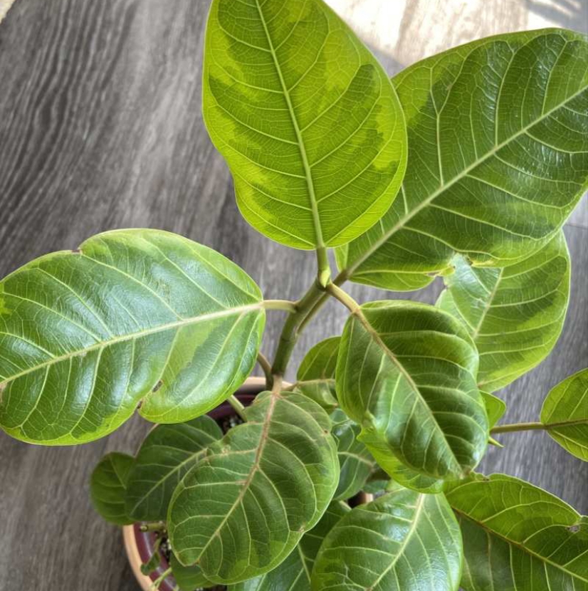 Healthy Council Tree plant with broad, green leaves in a pot.