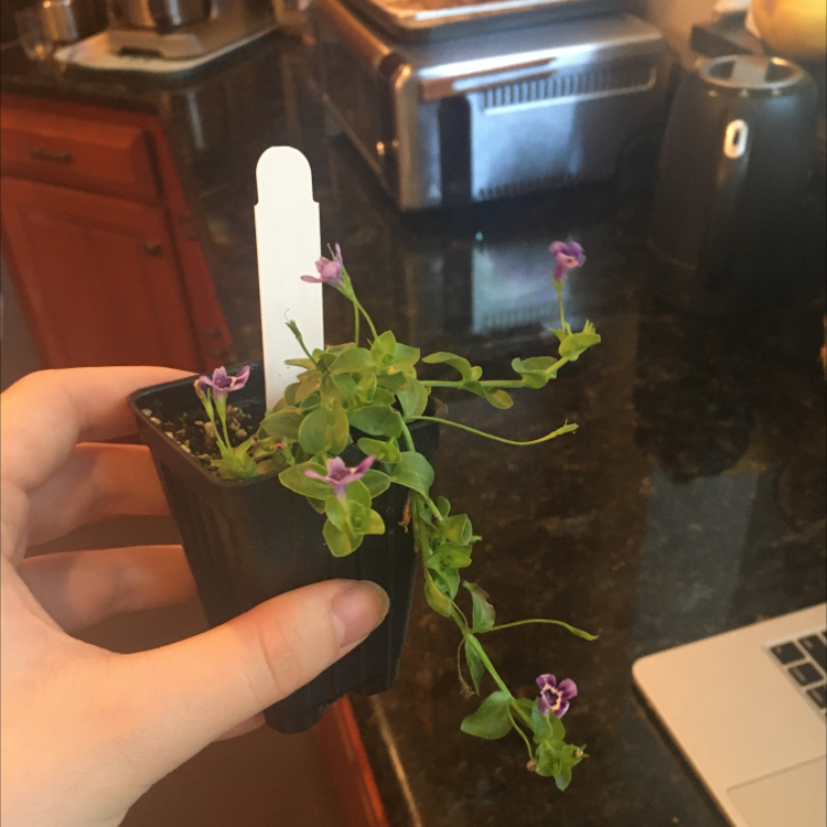 Plant care for Giant Baby Tears on Greg, the plant care app