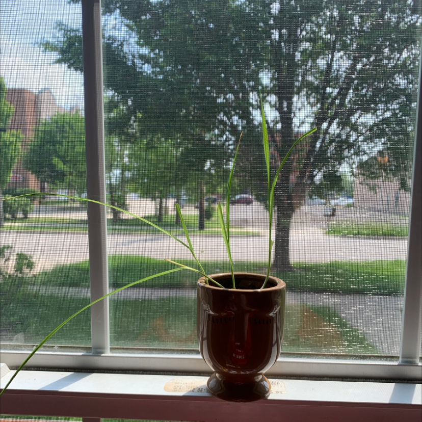 Potted Wheatgrass plant on a windowsill with trees and buildings in the background.