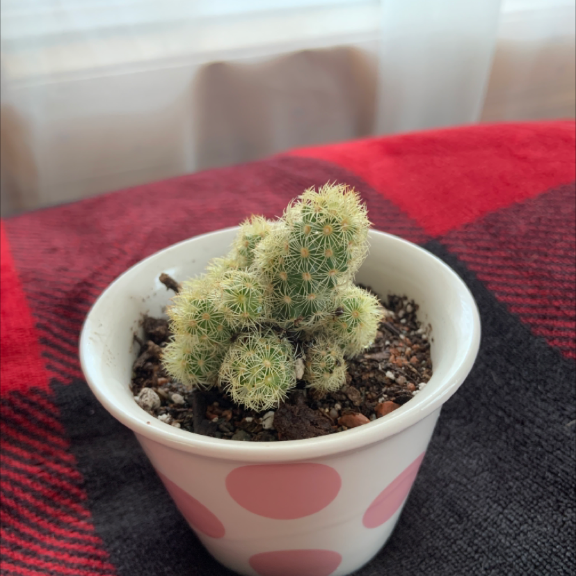 Mammillaria Elongata plant photo by @mpriest named Ladyfinger Cactus on Greg, the plant care app.