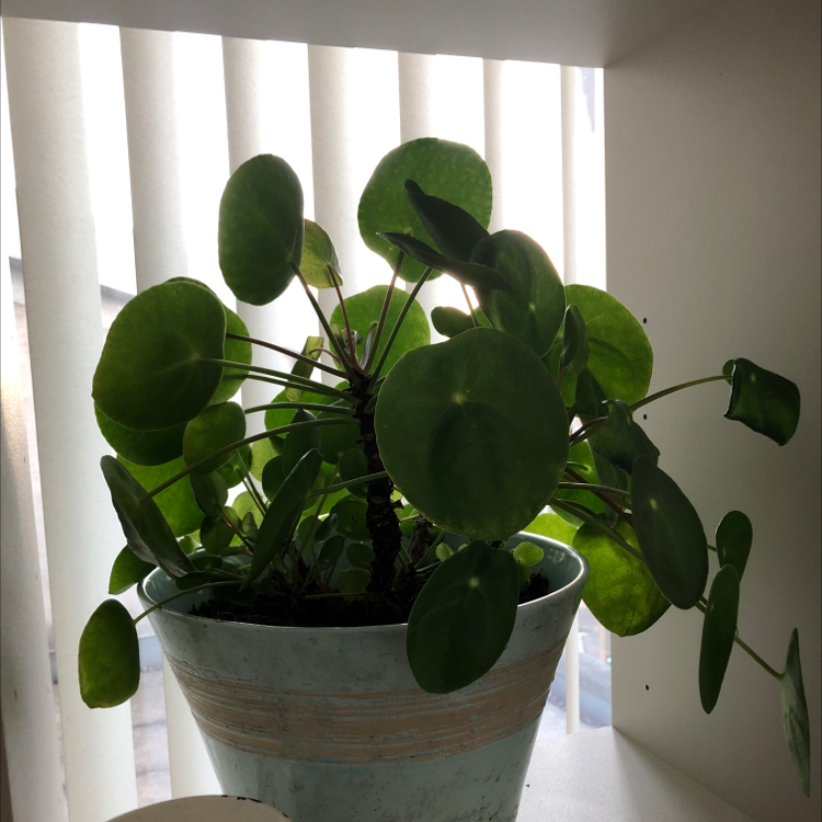 Chinese Money Plant plant photo by @CNR6160 named Kamora on Greg, the plant care app.