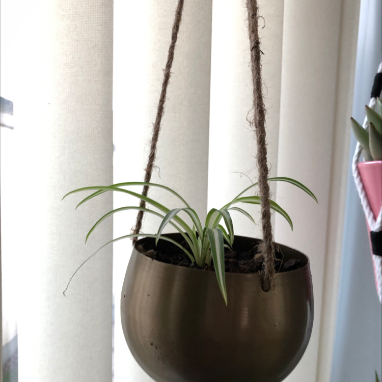 Spider Plant plant photo by @CNR6160 named Baby Poot on Greg, the plant care app.