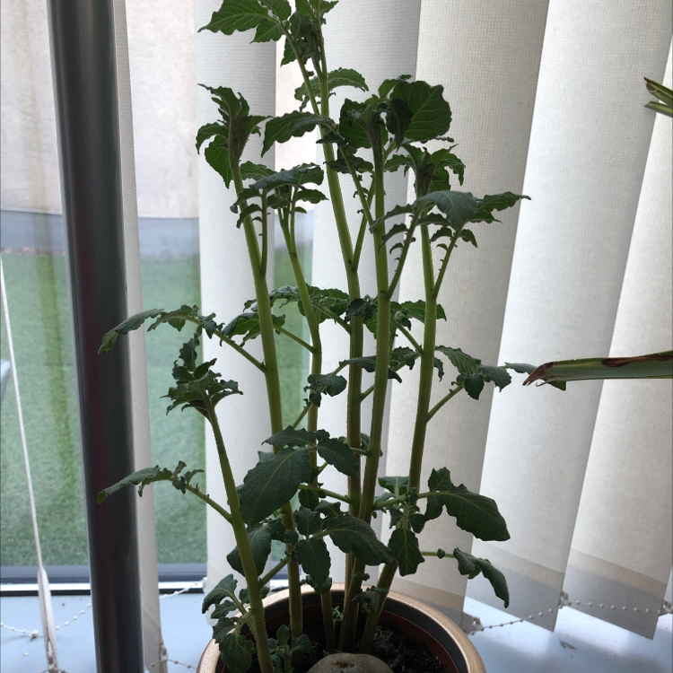 Tomato Plant plant photo by @CNR6160 named Tati on Greg, the plant care app.