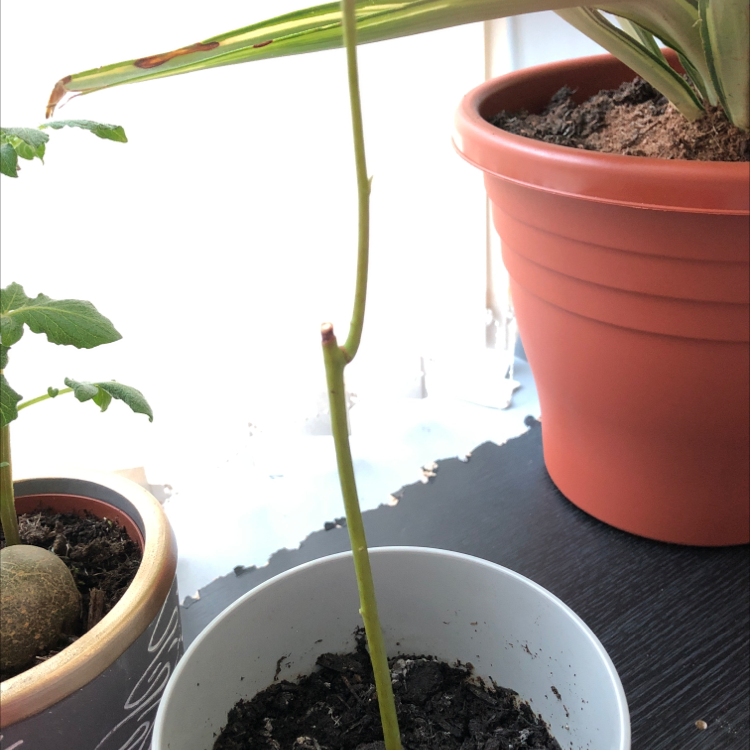 Avocado plant photo by @CNR6160 named Carly on Greg, the plant care app.