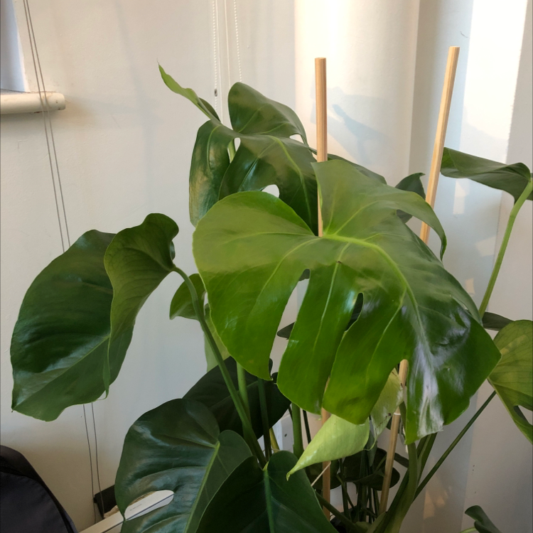 Monstera plant photo by @CNR6160 named Keanu Leaves on Greg, the plant care app.