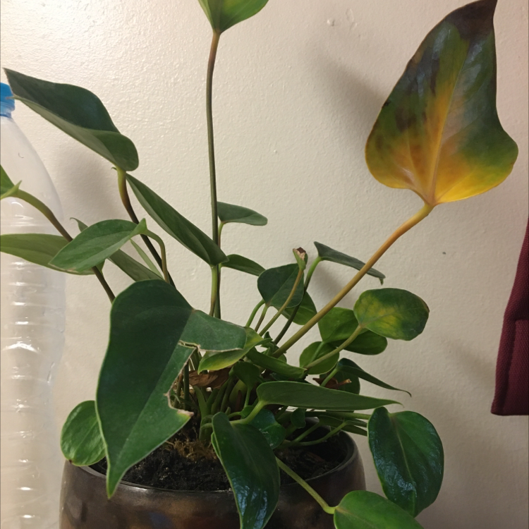 Anthurium villenoarum plant photo by @LemonadeFrog named Andy on Greg, the plant care app.