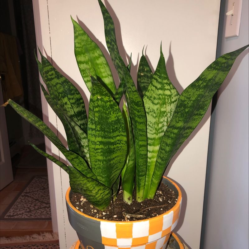 Photo of the plant species Night Blooming Cyrus by Jenn named Snake plant on Greg, the plant care app