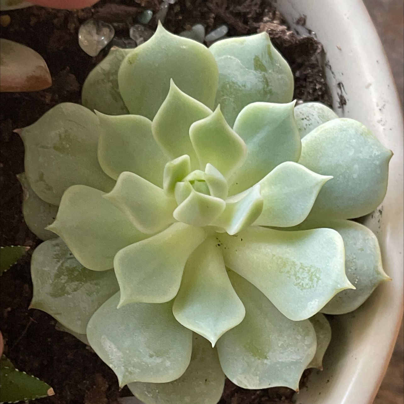 Echeveria 'Lola' succulent plant in a pot with visible soil.