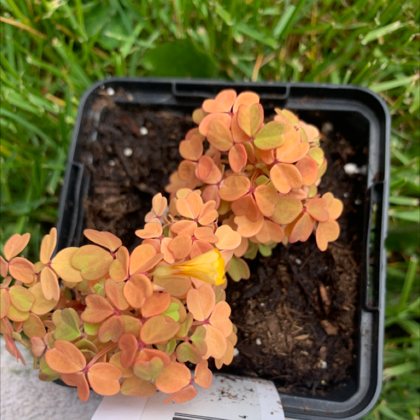 Photo of the plant species oxalis 'Molten Lava' by Stingrae named Sunset on Greg, the plant care app