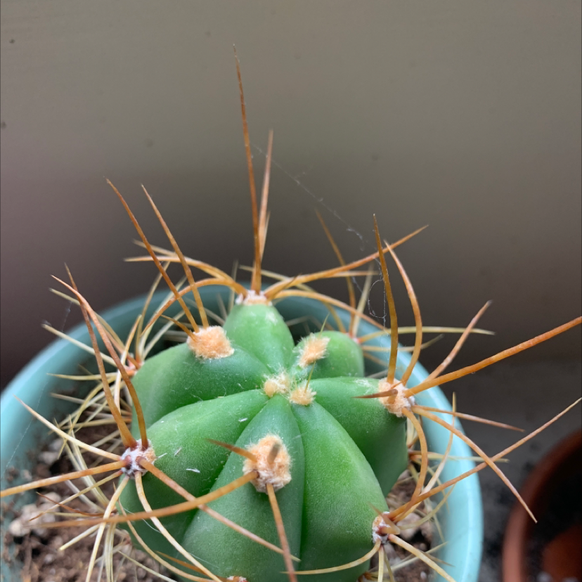 Sonora Barrel cactus in a pot with vibrant green color and prominent spines.