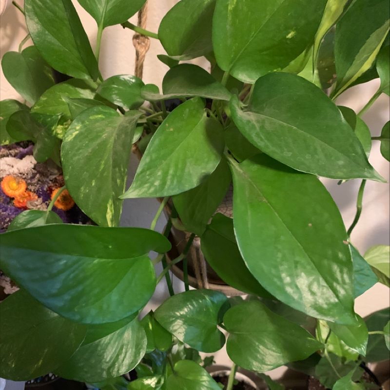 Photo of the plant species Deco Leaf Cactus by Mary named The King on Greg, the plant care app