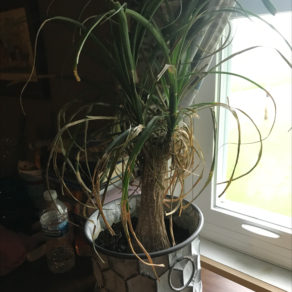 Bottle Palm Tree plant photo by @I_love_plants named George on Greg, the plant care app.
