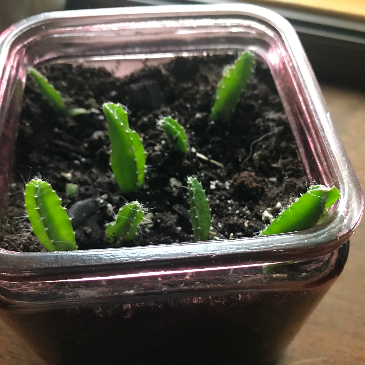 Dragonfruit plant photo by @I_love_plants named Thoothless on Greg, the plant care app.