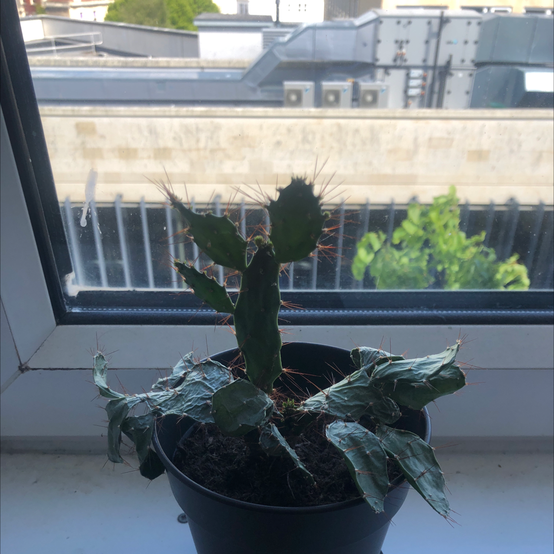 Potted Brazilian Pricklypear plant on a windowsill with some browning and wilting leaves.